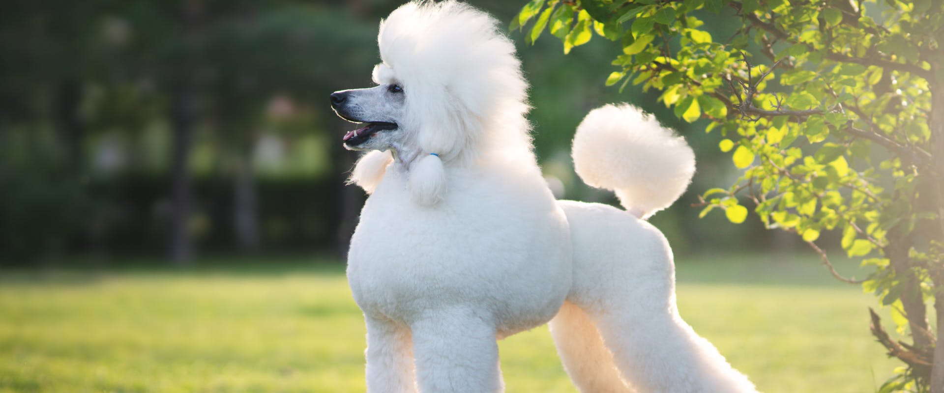 Dog names that best sale start with p